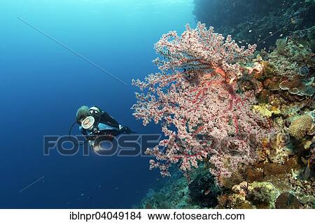 Picture - "Divers on coral reef cliff looking at Cherry Blossom Coral (Siphonogorgia godeffroyi), Great Barrier Reef, Pacific, Australia, Oceania". Fotosearch