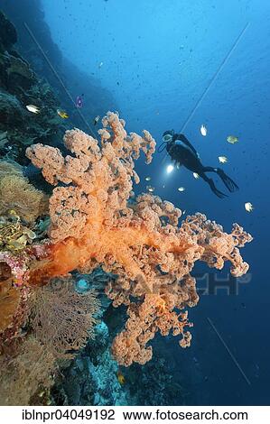 "Divers on coral reef cliff looking at large soft coral (Dendronephthya sp. ), golden damselfish (Amblyglyphidodon aureus), Great Barrier Reef, Pacific, Australia, Oceania" View Large Photo Image Stock Image - "Divers on coral reef cliff looking at large soft coral (Dendronephthya sp. ), golden damselfish (Amblyglyphidodon aureus), Great Barrier Reef, Pacific, Australia, Oceania". Fotosearch