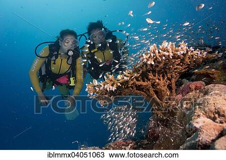 "Divers watching a school of Pigmy Sweepers (Parapriacanthus ransonneti), Palau, Oceania" View Large Photo Image Stock Image - "Divers watching a school of Pigmy Sweepers (Parapriacanthus ransonneti), Palau, Oceania". Fotosearch
