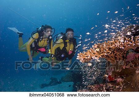 "Divers watching a school of Pigmy Sweepers (Parapriacanthus ransonneti), Palau, Oceania" View Large Photo Image Stock Photo - "Divers watching a school of Pigmy Sweepers (Parapriacanthus ransonneti), Palau, Oceania". Fotosearch