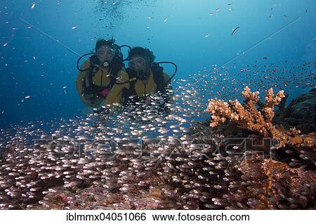 "Divers watching a school of Pigmy Sweepers (Parapriacanthus ransonneti), Palau, Oceania" View Large Photo Image Stock Photograph - "Divers watching a school of Pigmy Sweepers (Parapriacanthus ransonneti), Palau, Oceania". Fotosearch
