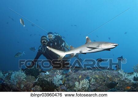 "Divers watching white tip reef shark (Triaenodon obesus), Embudu channel, Indian Ocean, Tilla, South Male Atoll, Maldives, Asia" View Large Photo Image Stock Photograph - "Divers watching white tip reef shark (Triaenodon obesus), Embudu channel, Indian Ocean, Tilla, South Male Atoll, Maldives, Asia". Fotosearch