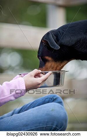 Doberman eating from a feeding dish View Large Photo Image Stock Photograph - Doberman eating from a feeding dish. Fotosearch