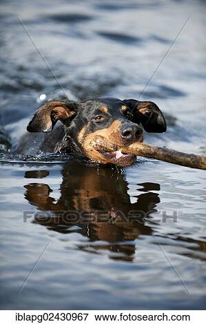 Doberman fetching a stick out of the water View Large Photo Image Stock Photo - Doberman fetching a stick out of the water. Fotosearch