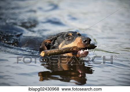 Stock Photo - Doberman fetching a stick out of the water. Fotosearch