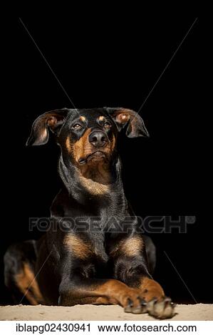"Doberman, lying" View Large Photo Image Stock Image - "Doberman, lying". Fotosearch