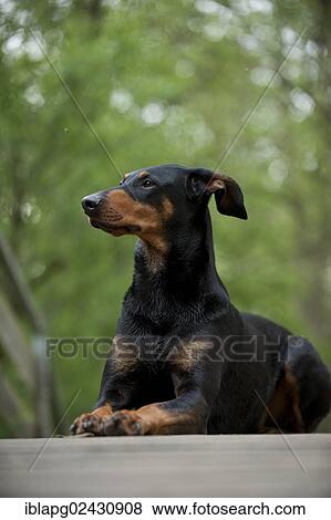 Stock Photo - "Doberman, lying". Fotosearch