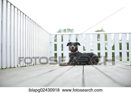 "Doberman, lying" View Large Photo Image Stock Photo - "Doberman, lying". Fotosearch