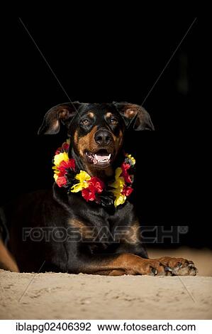Doberman mixed breed dog wearing a garland around its neck in German colours View Large Photo Image Stock Image - Doberman mixed breed dog wearing a garland around its neck in German colours. Fotosearch