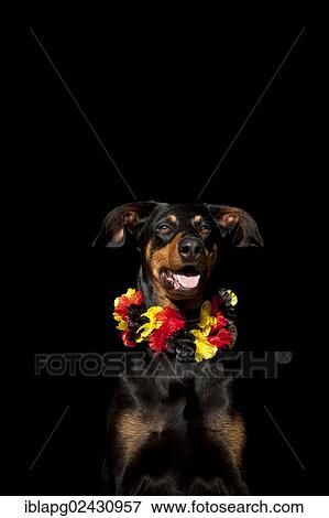 Stock Photo - "Doberman, portrait wearing a black, red and gold garland". Fotosearch