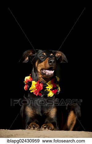 "Doberman, portrait wearing a black, red and gold garland" View Large Photo Image Stock Photo - "Doberman, portrait wearing a black, red and gold garland". Fotosearch
