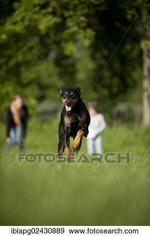 Doberman running across a meadow View Large Photo Image Stock Photo - Doberman running across a meadow. Fotosearch