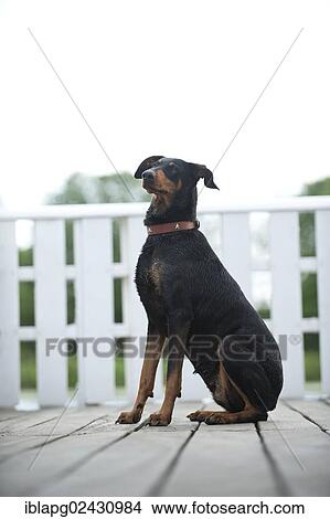 "Doberman, sitting" View Large Photo Image Picture - "Doberman, sitting". Fotosearch
