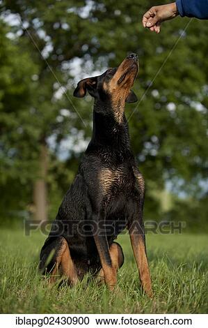 "Doberman, sitting" View Large Photo Image Stock Image - "Doberman, sitting". Fotosearch
