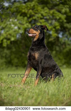Stock Image - "Doberman, sitting". Fotosearch