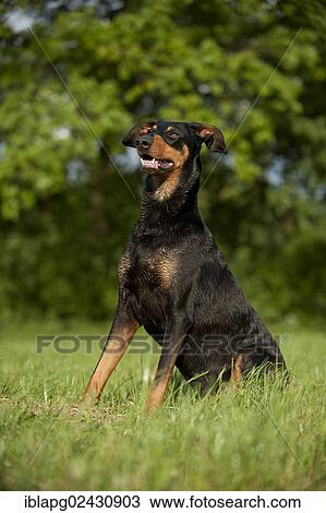Stock Image - "Doberman, sitting". Fotosearch