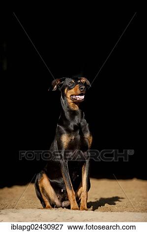 "Doberman, sitting" View Large Photo Image Stock Photo - "Doberman, sitting". Fotosearch
