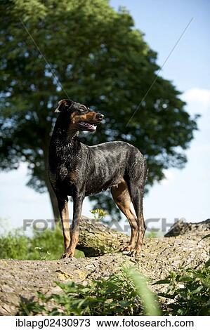 Doberman standing on a tree trunk View Large Photo Image Stock Image - Doberman standing on a tree trunk. Fotosearch
