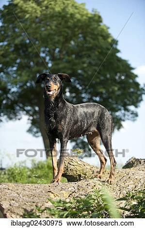 Doberman standing on a tree trunk View Large Photo Image Stock Photography - Doberman standing on a tree trunk. Fotosearch