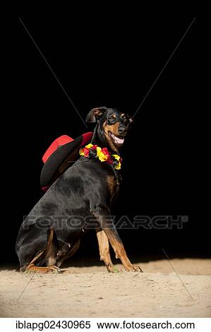 "Doberman wearing a hat and a black, red and gold garland" View Large Photo Image Stock Photography - "Doberman wearing a hat and a black, red and gold garland". Fotosearch