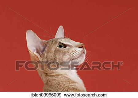 "Docile, Oriental Shorthair cat, Lilac Ticked Tabby" View Large Photo Image Stock Photo - "Docile, Oriental Shorthair cat, Lilac Ticked Tabby". Fotosearch