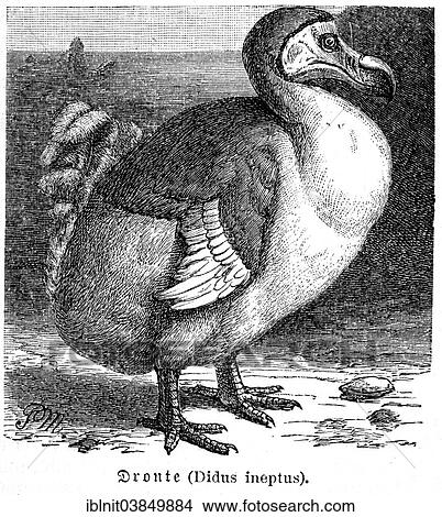 "Dodo (Didus ineptus), extinct bird, historical illustration, Meyers Encyclopedia, 1897" View Large Photo Image Picture - "Dodo (Didus ineptus), extinct bird, historical illustration, Meyers Encyclopedia, 1897". Fotosearch