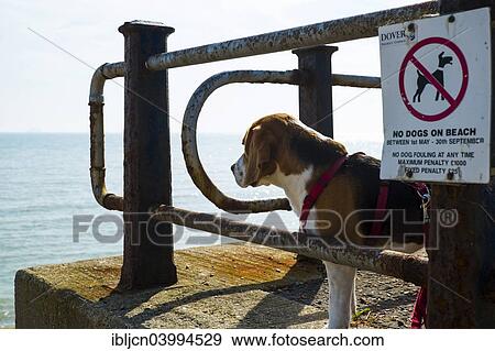 "Dog ban on the beach, tricolor beagle dog next to prohibition sign, St Margaret's Bay, near Dover, Kent, England, United Kingdom, Europe" View Large Photo Image Stock Photo - "Dog ban on the beach, tricolor beagle dog next to prohibition sign, St Margaret's Bay, near Dover, Kent, England, United Kingdom, Europe". Fotosearch