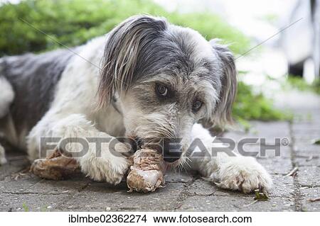 Picture - Dog gnawing on a bone. Fotosearch