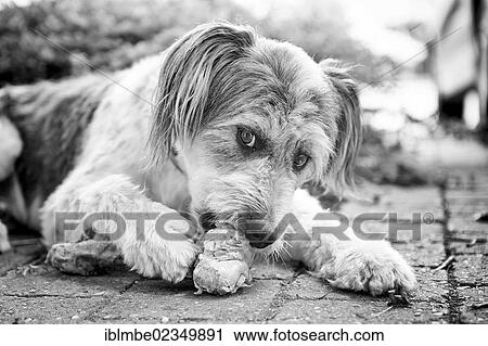 Stock Image - Dog gnawing on a bone. Fotosearch