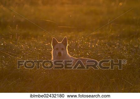 "Dog, Husky mixed-breed, standing in a meadow near Potsdam-Paaren in the evening light, Havelland, Brandenburg, Germany, Europe" View Large Photo Image Stock Image - "Dog, Husky mixed-breed, standing in a meadow near Potsdam-Paaren in the evening light, Havelland, Brandenburg, Germany, Europe". Fotosearch