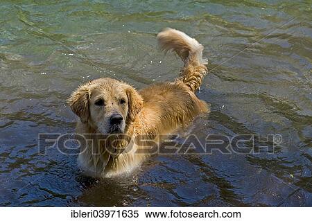 Stock Photography - "Dog in Gruner See or Green Lake, Tragoss, Styria, Austria, Europe". Fotosearch