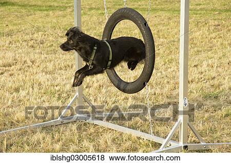 "Dog jumping through a hoop during agility training, Hundeschule Hafenhunde dog obedience school, Wilhelmsburg, Hamburg, Hamburg, Germany, Europe" View Large Photo Image Stock Photo - "Dog jumping through a hoop during agility training, Hundeschule Hafenhunde dog obedience school, Wilhelmsburg, Hamburg, Hamburg, Germany, Europe". Fotosearch