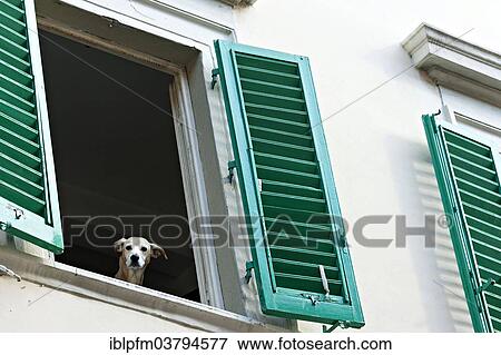 "Dog looking out of window, Florence, Tuscany, Italy, Europe" View Large Photo Image Stock Photo - "Dog looking out of window, Florence, Tuscany, Italy, Europe". Fotosearch