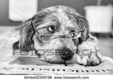 Dog lying on a newspaper wearing glasses View Large Photo Image Stock Photo - Dog lying on a newspaper wearing glasses. Fotosearch