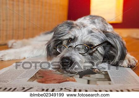 Dog lying on a newspaper wearing glasses View Large Photo Image Stock Photo - Dog lying on a newspaper wearing glasses. Fotosearch