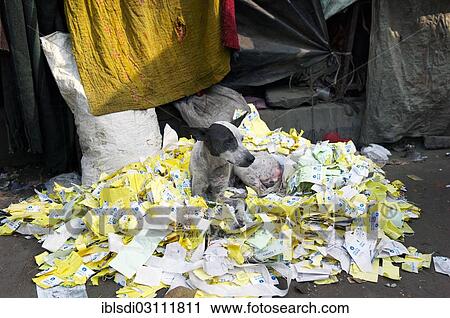 "Dog lying on a pile of old lottery tickets, Kolkata, Westbengalen, India, Asia" View Large Photo Image Stock Image - "Dog lying on a pile of old lottery tickets, Kolkata, Westbengalen, India, Asia". Fotosearch
