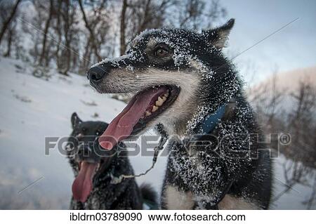 "Dog of a dog sled team in the snow, near Tromso, Troms, Norway, Europe" View Large Photo Image Stock Image - "Dog of a dog sled team in the snow, near Tromso, Troms, Norway, Europe". Fotosearch