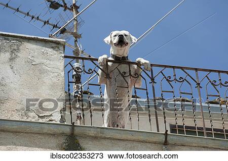 "Dog on a balcony, Polizzi Generosa, Sicily, Italy, Europe" View Large Photo Image Stock Image - "Dog on a balcony, Polizzi Generosa, Sicily, Italy, Europe". Fotosearch