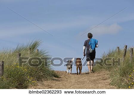 Stock Image - "Dog owner walking with his two dogs over a dune on Langeoog Island, Lower Saxony, Germany, Europe". Fotosearch