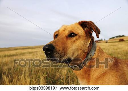 "Dog portrait, dog guarding cattle on the prairie, Cypress Hills, Saskatchewan Province, Canada, North America" View Large Photo Image Stock Photo - "Dog portrait, dog guarding cattle on the prairie, Cypress Hills, Saskatchewan Province, Canada, North America". Fotosearch