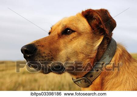 "Dog portrait, dog guarding cattle on the prairie, Cypress Hills, Saskatchewan Province, Canada, North America" View Large Photo Image Stock Photograph - "Dog portrait, dog guarding cattle on the prairie, Cypress Hills, Saskatchewan Province, Canada, North America". Fotosearch