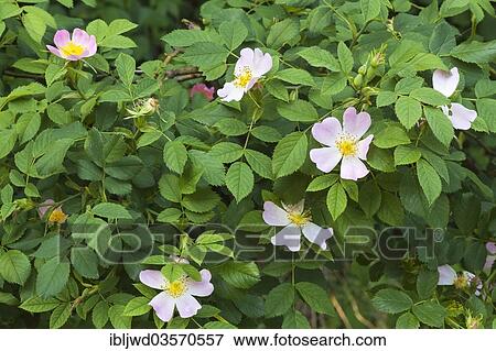 "Dog Rose (Rosa canina), Brandenburg, Germany, Europe" View Large Photo Image Stock Photo - "Dog Rose (Rosa canina), Brandenburg, Germany, Europe". Fotosearch