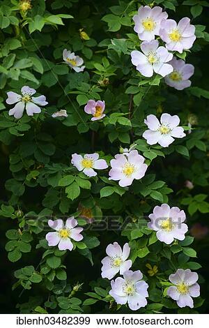 "Dog Rose (Rosa canina), Haren, Emsland, Lower Saxony, Germany, Europe" View Large Photo Image Stock Photo - "Dog Rose (Rosa canina), Haren, Emsland, Lower Saxony, Germany, Europe". Fotosearch