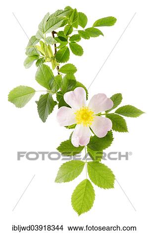 Picture - Dog Rose (Rosa canina). Fotosearch
