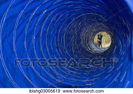 "Dog sitting in front of an agility tunnel during dog agility training, Hundeschule Hafenhunde dog obedience school, Wilhelmsburg, Hamburg, Hamburg, Germany, Europe" View Large Photo Image Stock Photo - "Dog sitting in front of an agility tunnel during dog agility training, Hundeschule Hafenhunde dog obedience school, Wilhelmsburg, Hamburg, Hamburg, Germany, Europe". Fotosearch
