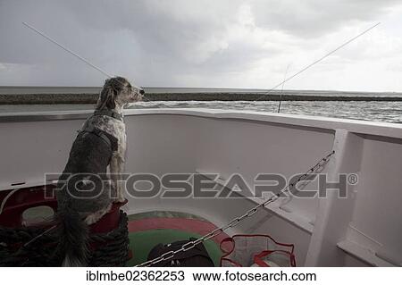 "Dog sitting in the stern of a ferry and looking at the sea, ferry from Bensersiel to Langeoog Island, Lower Saxony, Germany, Europe" View Large Photo Image Stock Image - "Dog sitting in the stern of a ferry and looking at the sea, ferry from Bensersiel to Langeoog Island, Lower Saxony, Germany, Europe". Fotosearch