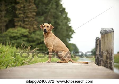 Dog sitting on a dock View Large Photo Image Stock Image - Dog sitting on a dock. Fotosearch