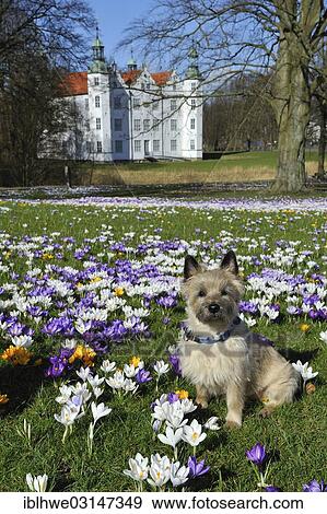"Dog sitting on a meadow with Crocuses (Crocus sp. ) in front of Schloss Ahrensburg Castle, Ahrensburg, Ahrensburg, Schleswig-Holstein, Germany, Europe" View Large Photo Image Stock Photo - "Dog sitting on a meadow with Crocuses (Crocus sp. ) in front of Schloss Ahrensburg Castle, Ahrensburg, Ahrensburg, Schleswig-Holstein, Germany, Europe". Fotosearch