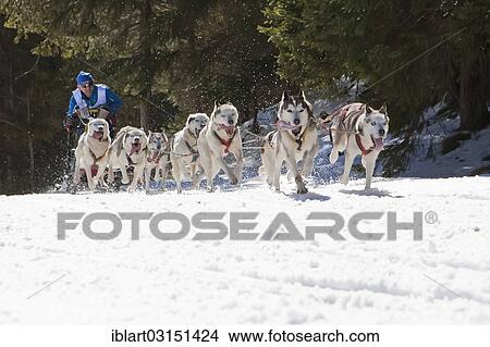 "Dog sled or dog sledge, sledge dogs running through a forest, in winter, Walgau, Bavaria, Germany, Europe" View Large Photo Image Picture - "Dog sled or dog sledge, sledge dogs running through a forest, in winter, Walgau, Bavaria, Germany, Europe". Fotosearch