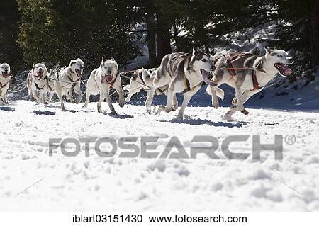Stock Image - "Dog sled or dog sledge, sledge dogs running through a forest, in winter, Walgau, Bavaria, Germany, Europe". Fotosearch